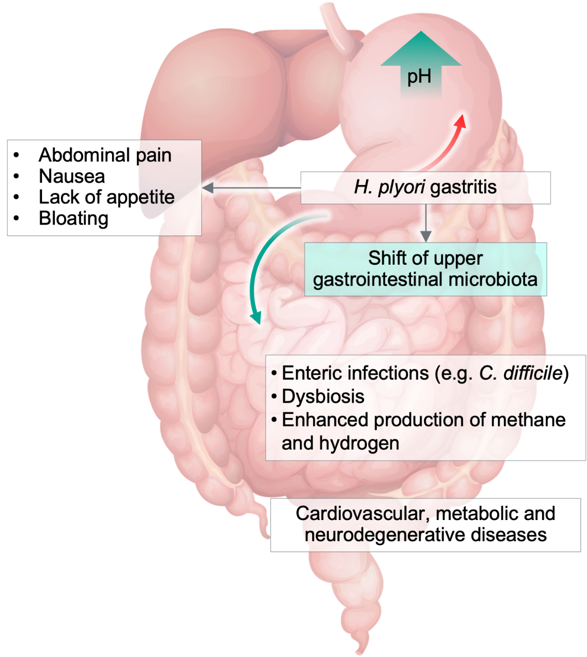 Effect of Bacillus clausii capsules in HPylori