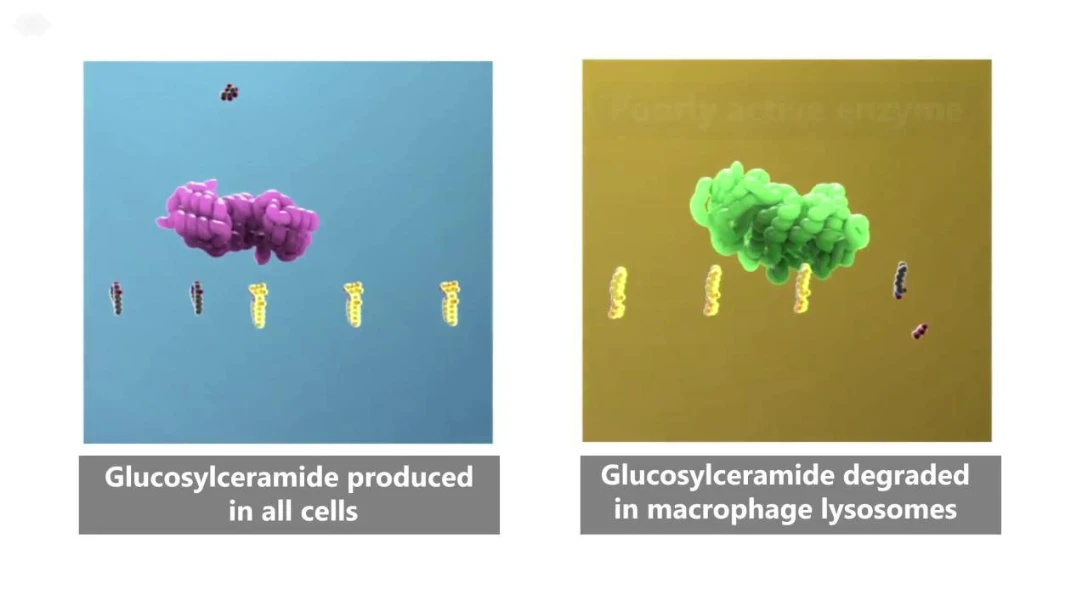 Cerdelga - Mode of Action