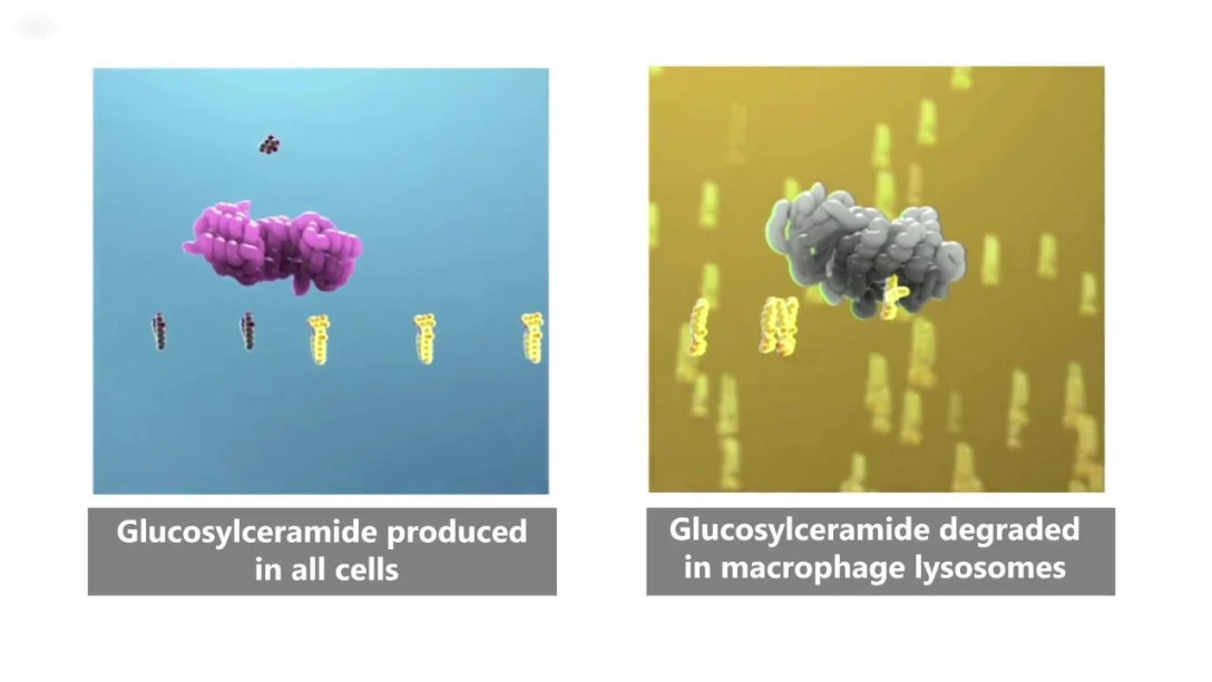 Cerezyme - Mode of Action
