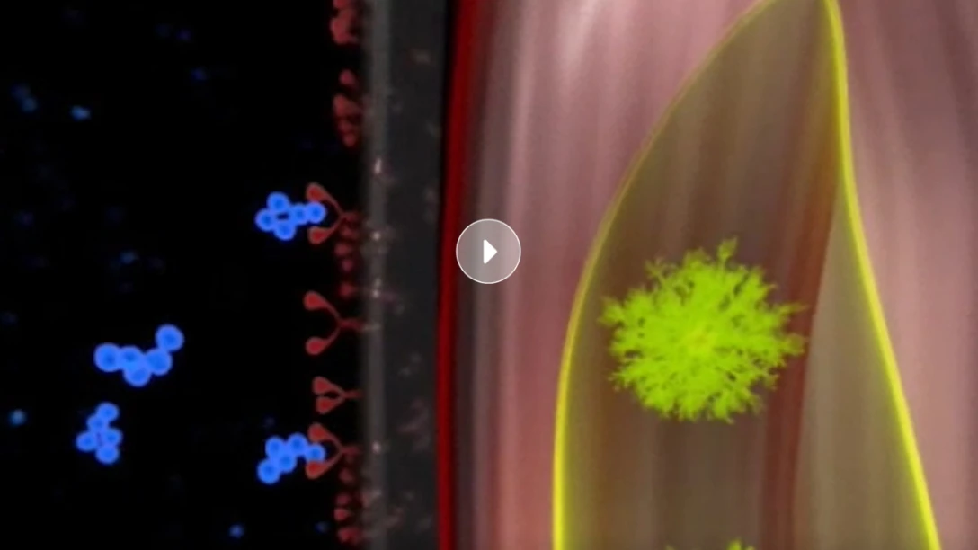 Myozyme - Mechanism of Action