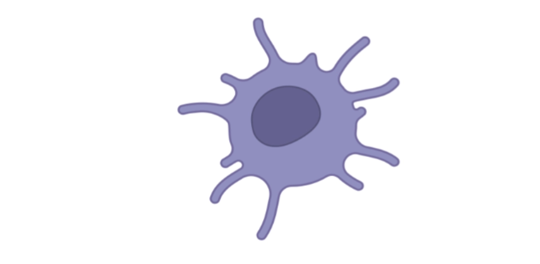 Dendric cell Diagram