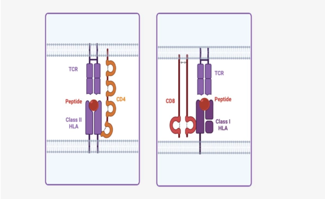 CD4 or CD8: e Diagram