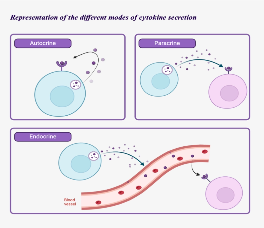 Dendric cell Diagram