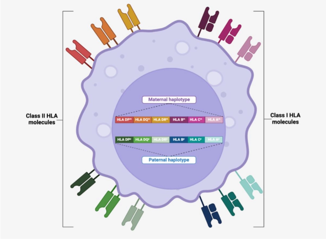 hla Diagram