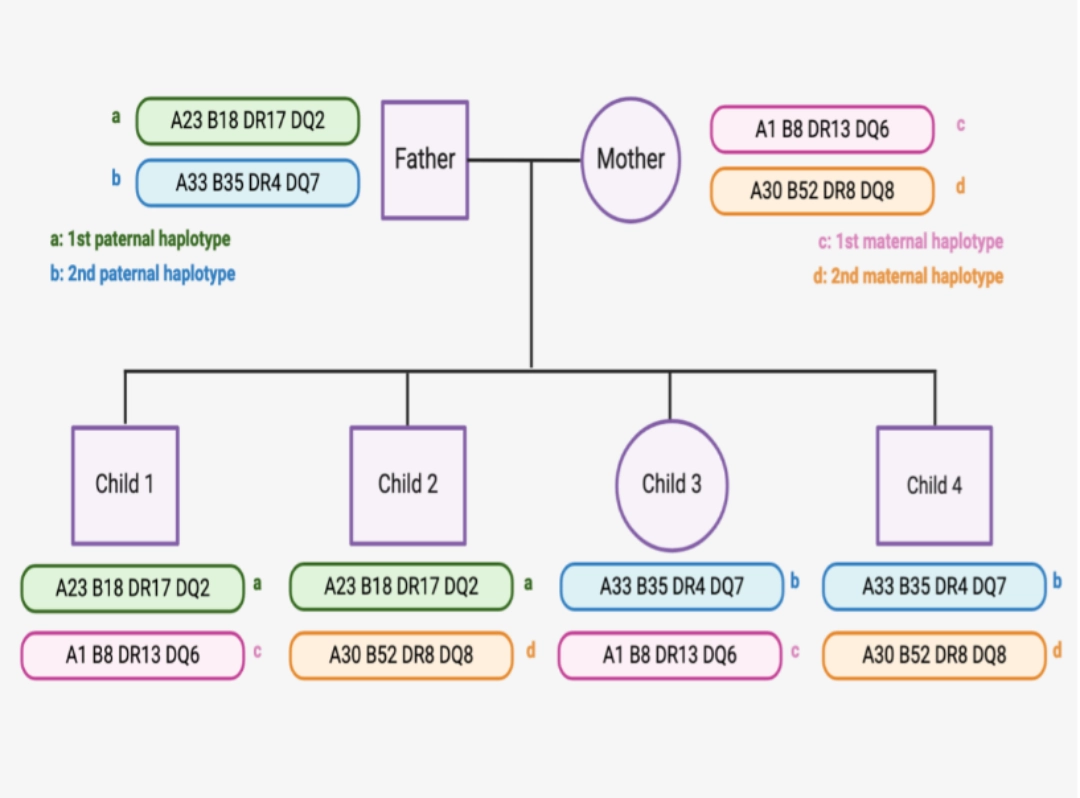 hla Diagram