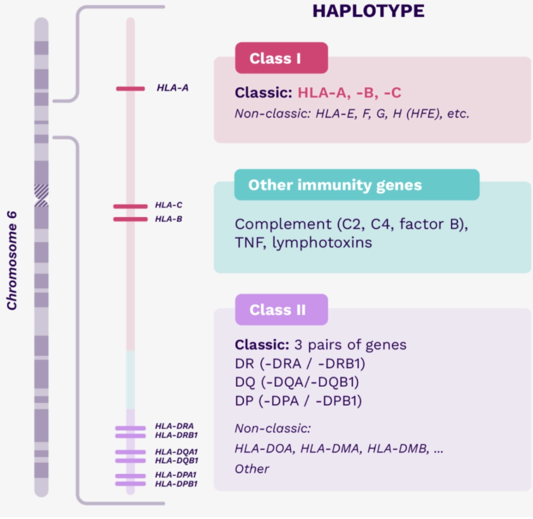 Haplotype Diagram