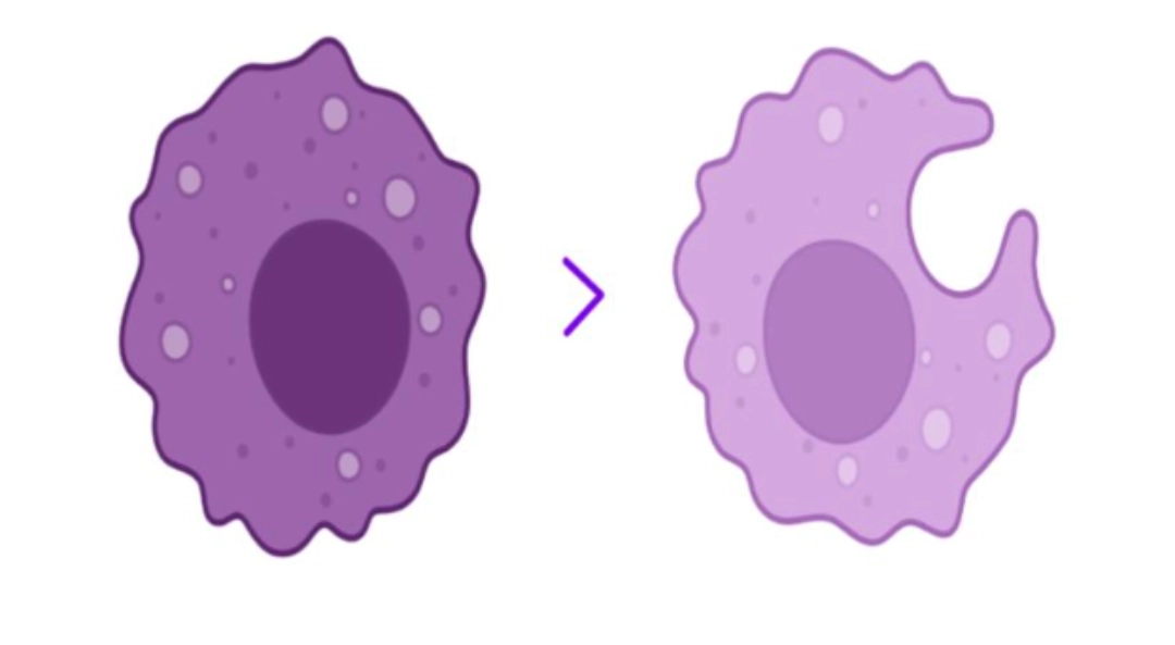 MONOCYTE / MACROPHAGE Diagram