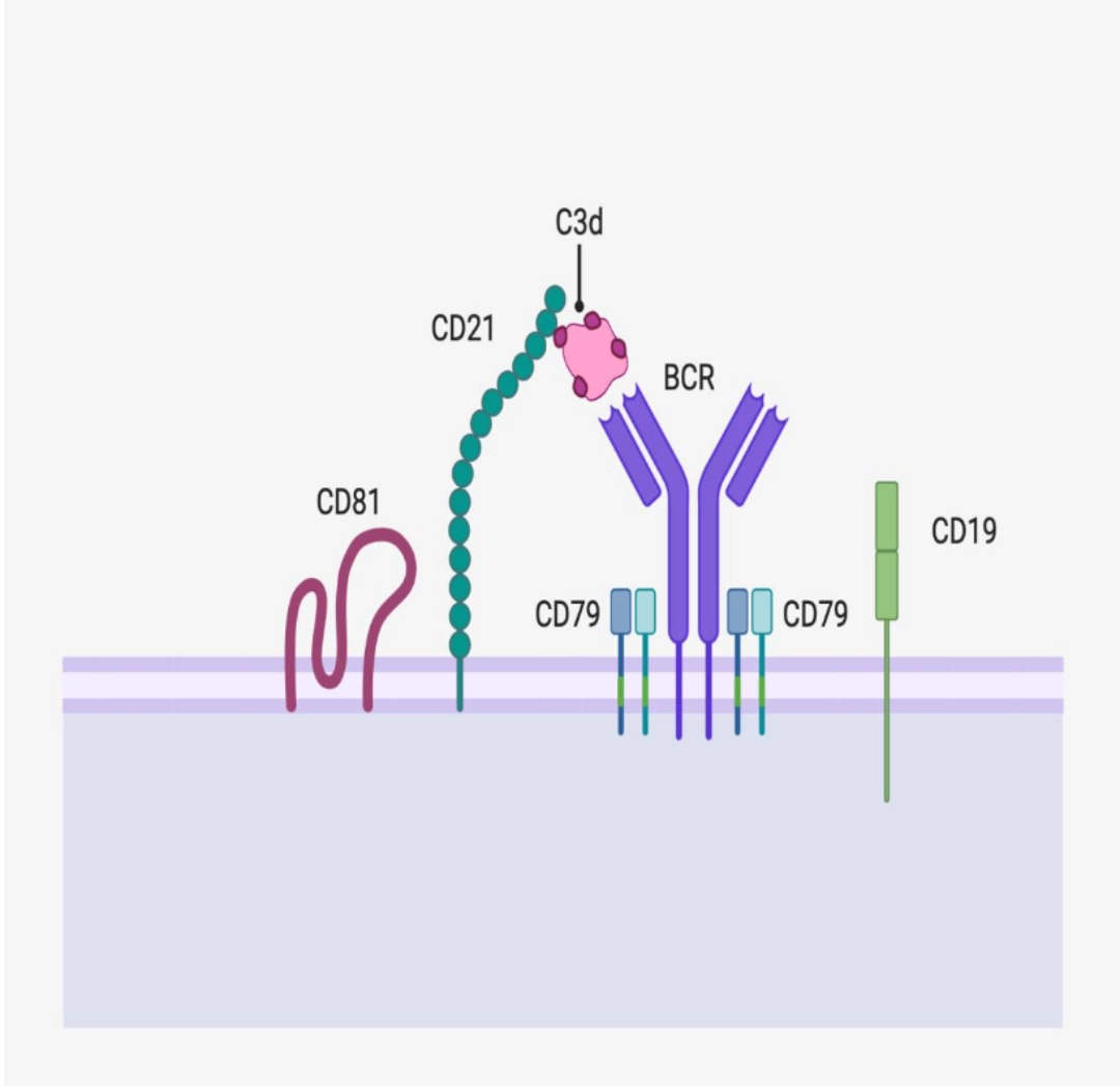 Dendric cell Diagram