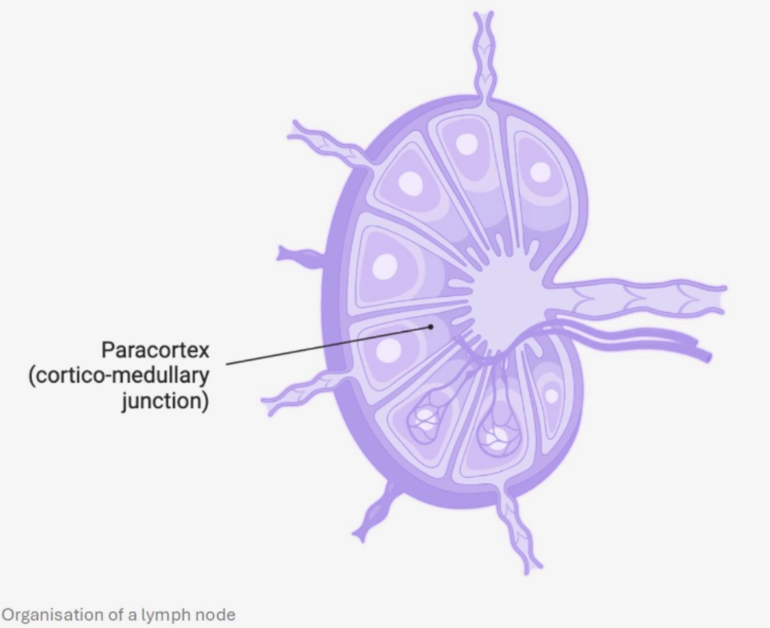 Paracortex Diagram