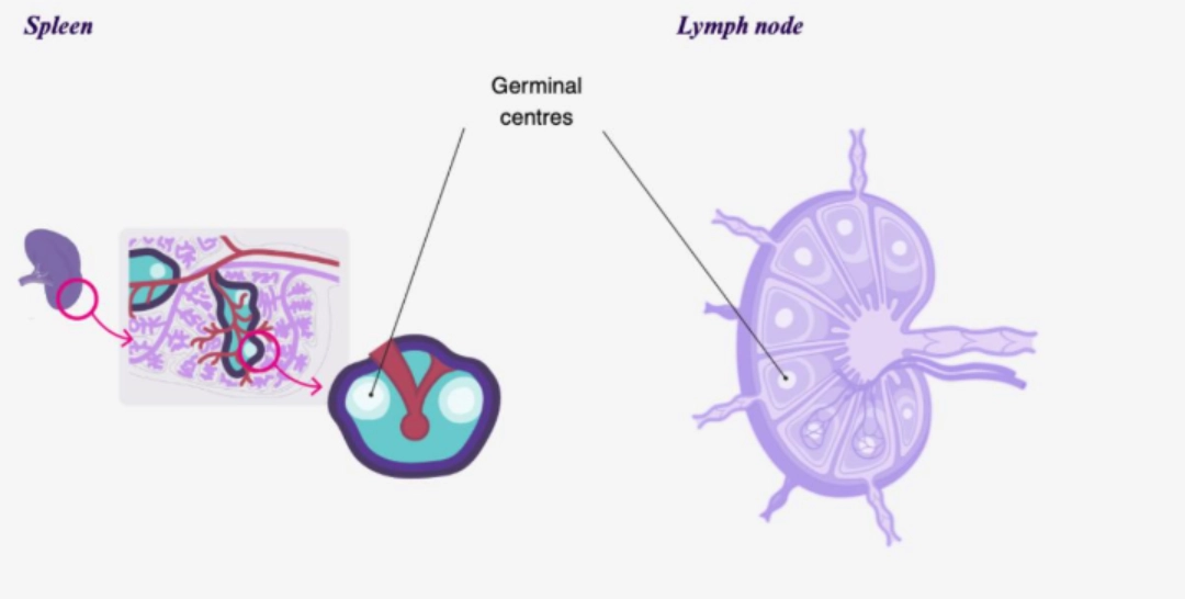 T Cell Activation Diagram