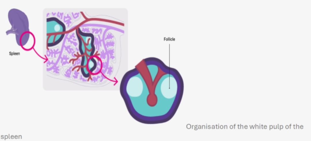 T Cell Activation Diagram