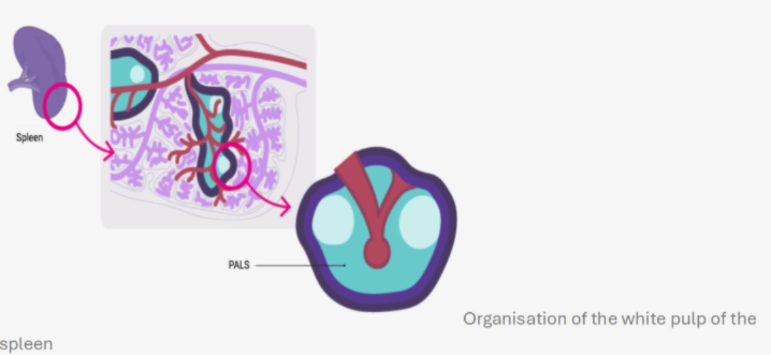 Spleen Diagram