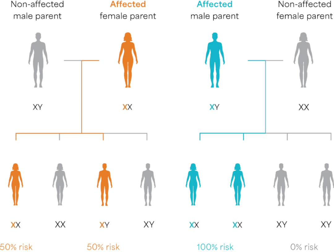 Family_History_Tree