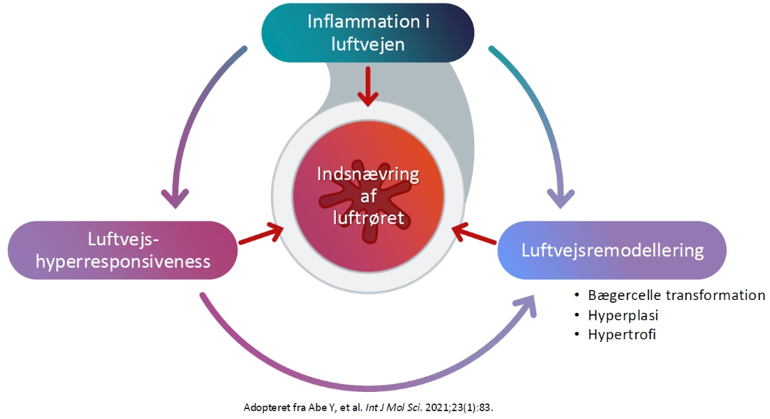 Airway narrowing