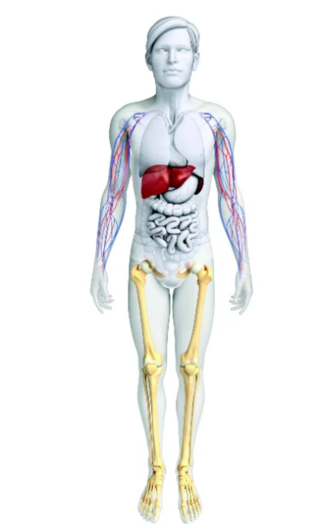 Gaucher body image