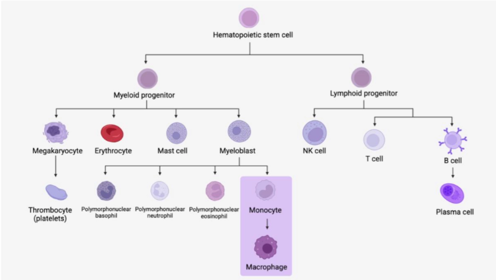 HAEMATOPOIESIS / CYTOLOGY Diagram