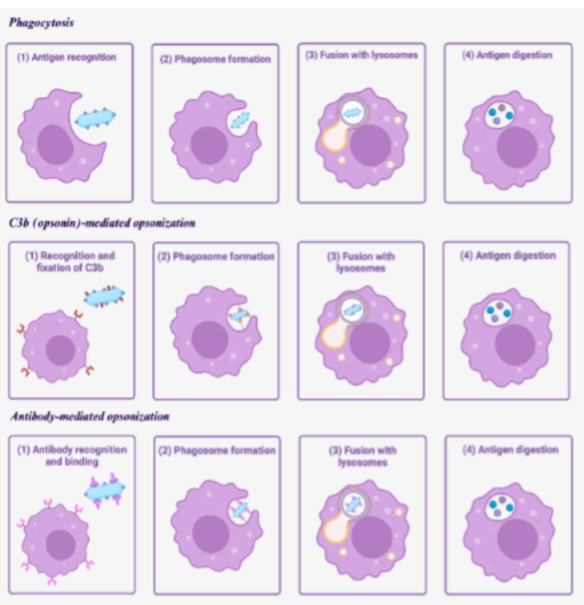Dendric cell Diagram