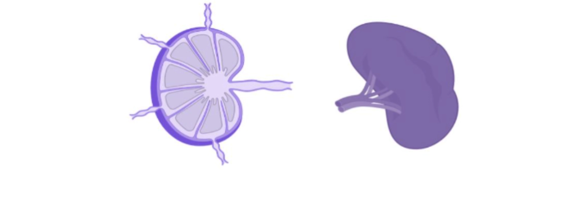  Lymphoid Organs