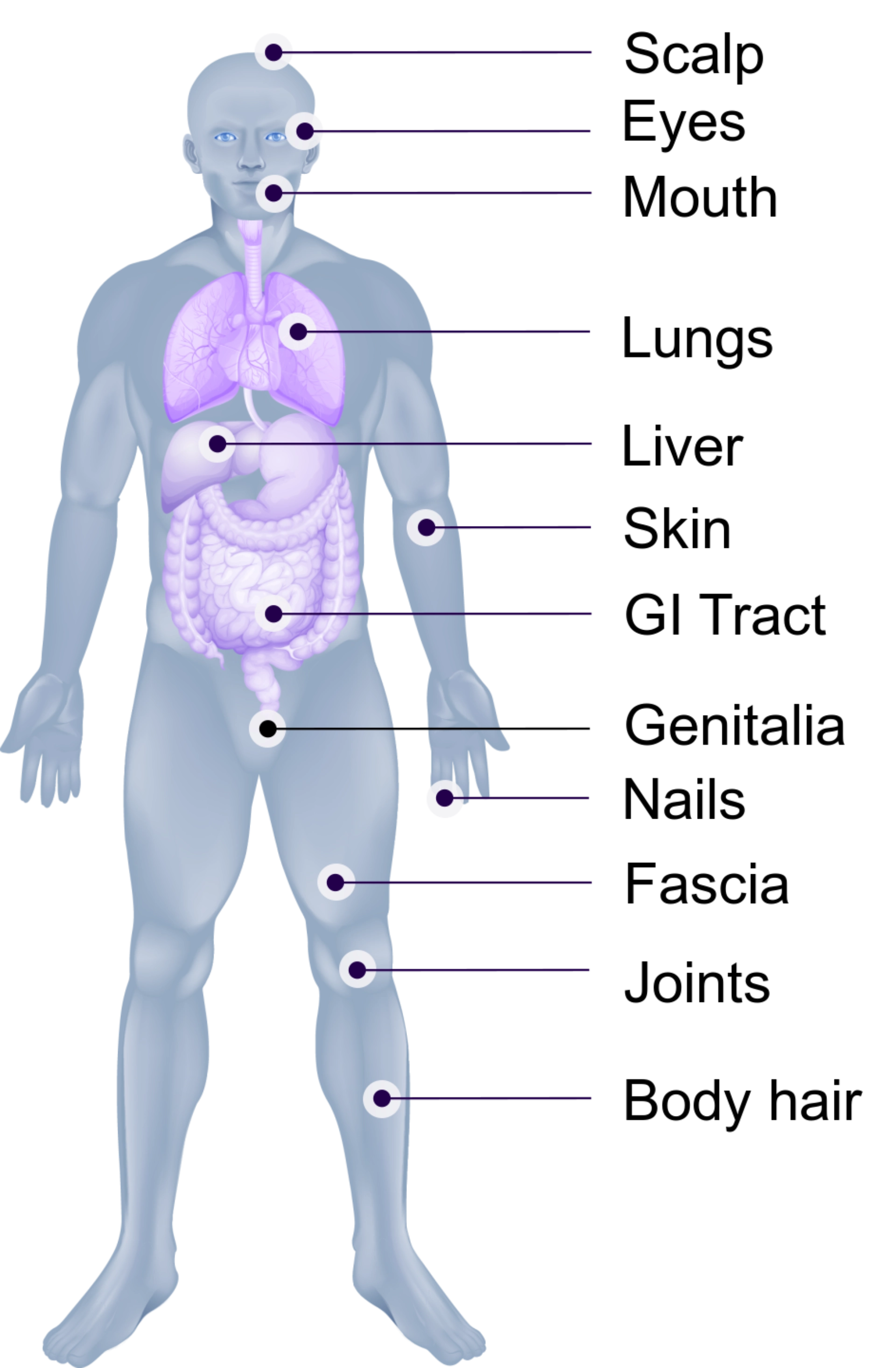 Human Body