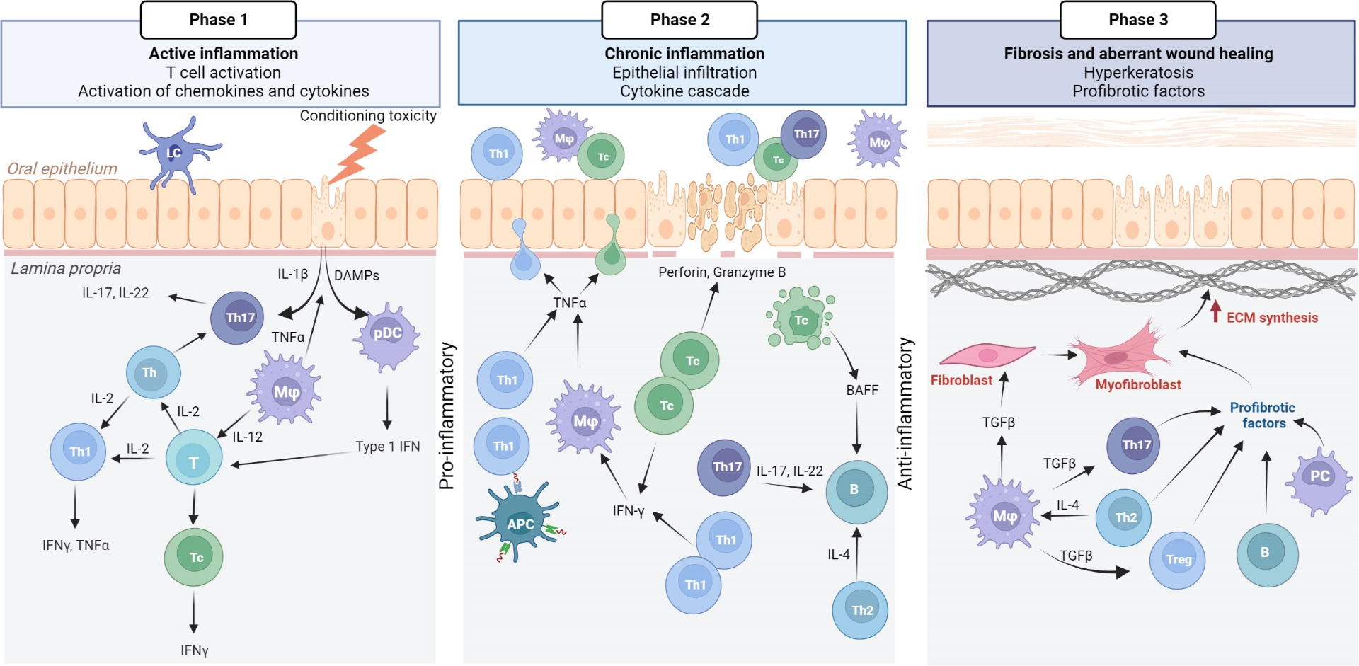 Pathophysiology%20of%20cGvHD-Mouth