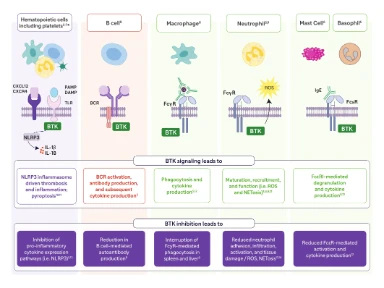 Rilzabrutinib: Multi-Immune Modulation in Action