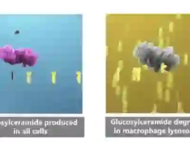 Cerezyme® Werkingsmechanisme