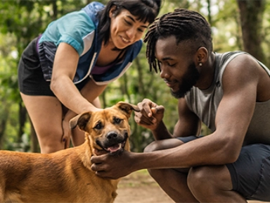 Reizigersziekten - Rabiës/Hondsdolheid