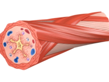 The Role of Mucus Plugging in Asthma and Its Clinical Burden