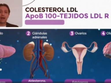 Inhibidores de la PCSK-9 y su mecanismo de acción