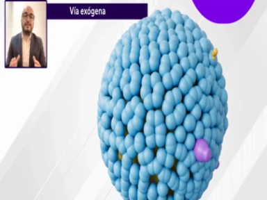 Ruta de las lipoproteínas: exógena y endógena​