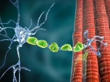 다발성 경화증의 증상과 진단