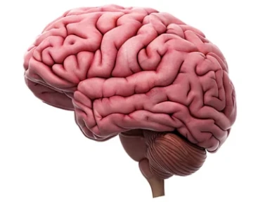 Mózg – fascynujący narząd: Myśl ucieleśniona