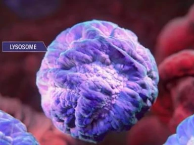 Information Pompes disease