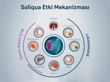 Soliqua Etki Mekanizması