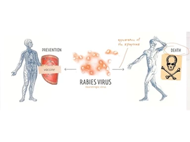 Rabies Episode 2. Rabies vaccination