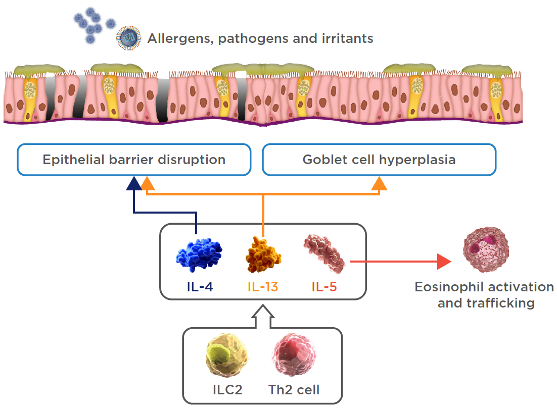 epithelial-remodelling