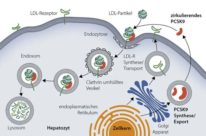 Eine Abbildung: PCSK9 ist ein natürlich vorkommendes Protein, das maßgeblich von den Leberzellen synthetisiert wird. PCSK9 bindet gemeinsam mit LDL-C an den LDL-R. Durch die Bindung von PCSK9 wird das Recycling des LDL-R verhindert und der Rezeptor wird zusammen mit LDL-C abgebaut. Es stehen daher weniger LDL-R auf der Oberfläche der Leberzelle zur Verfügung, um LDL-C aus dem Blut zu entfernen. Der LDL-C-Spiegel steigt.