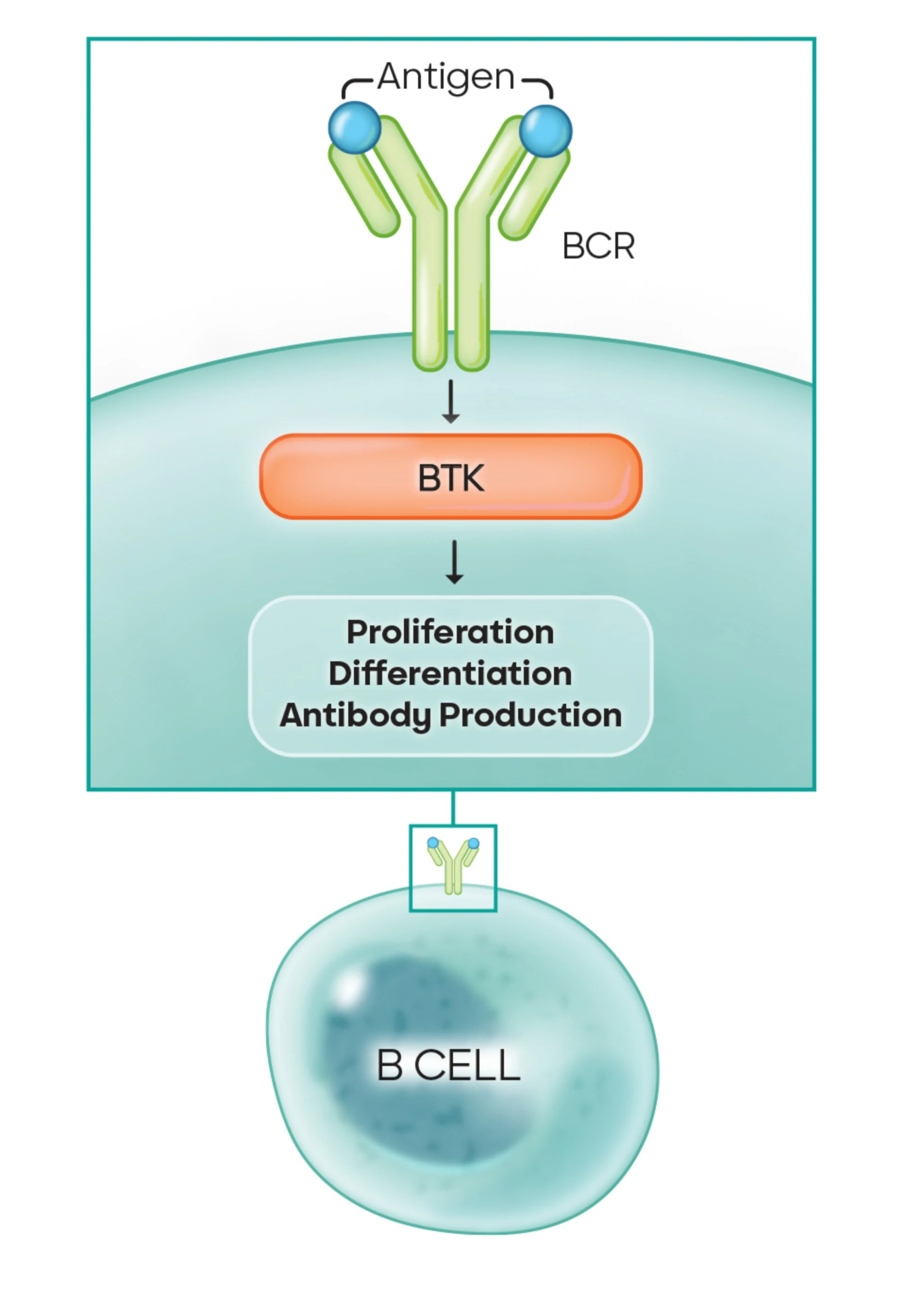 Die drei BTK-vermittelten Prozesse: 1. Antigen-Präsentation und Antikörperproduktion, 