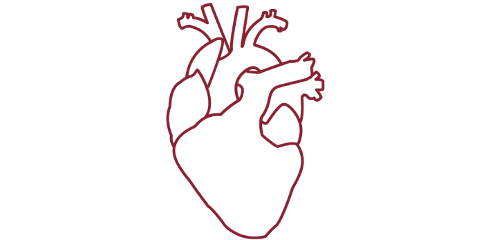 Icon of an anatomical heart.