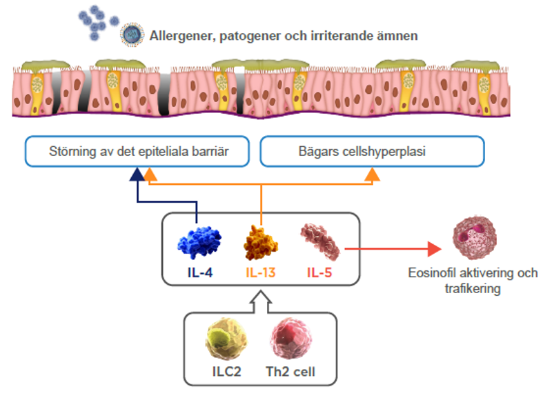 epithelial-remodelling