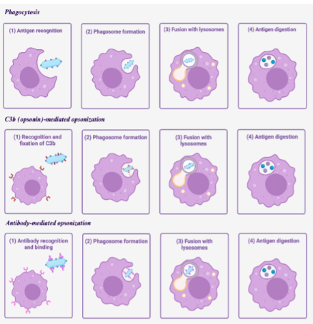 Phagocytosis