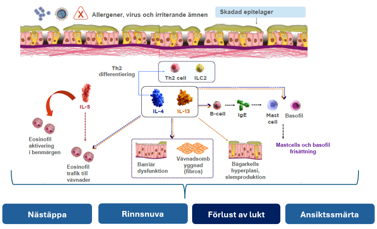 Smell loss is associated with type 2 inflammation