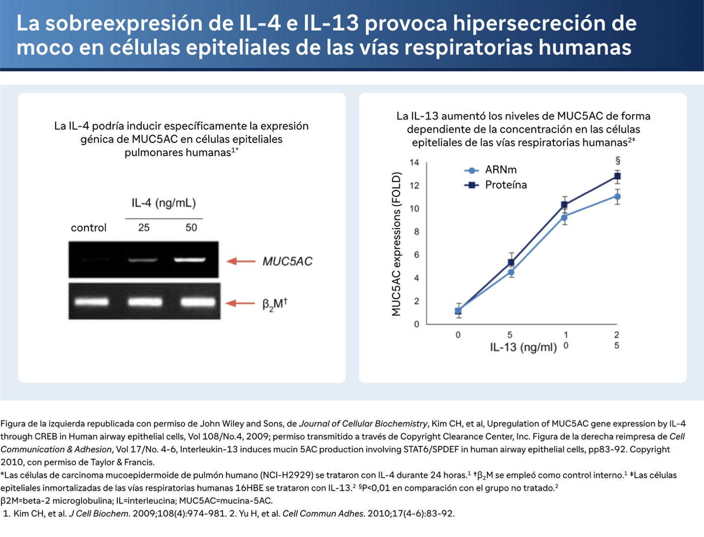 La sobreexpresión de IL-4 e IL-13 provoca hipersecreción de moco en células epiteliales de las vías respiratorias humanas