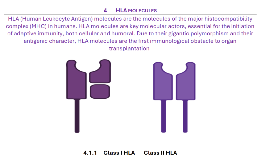 Homomolecules