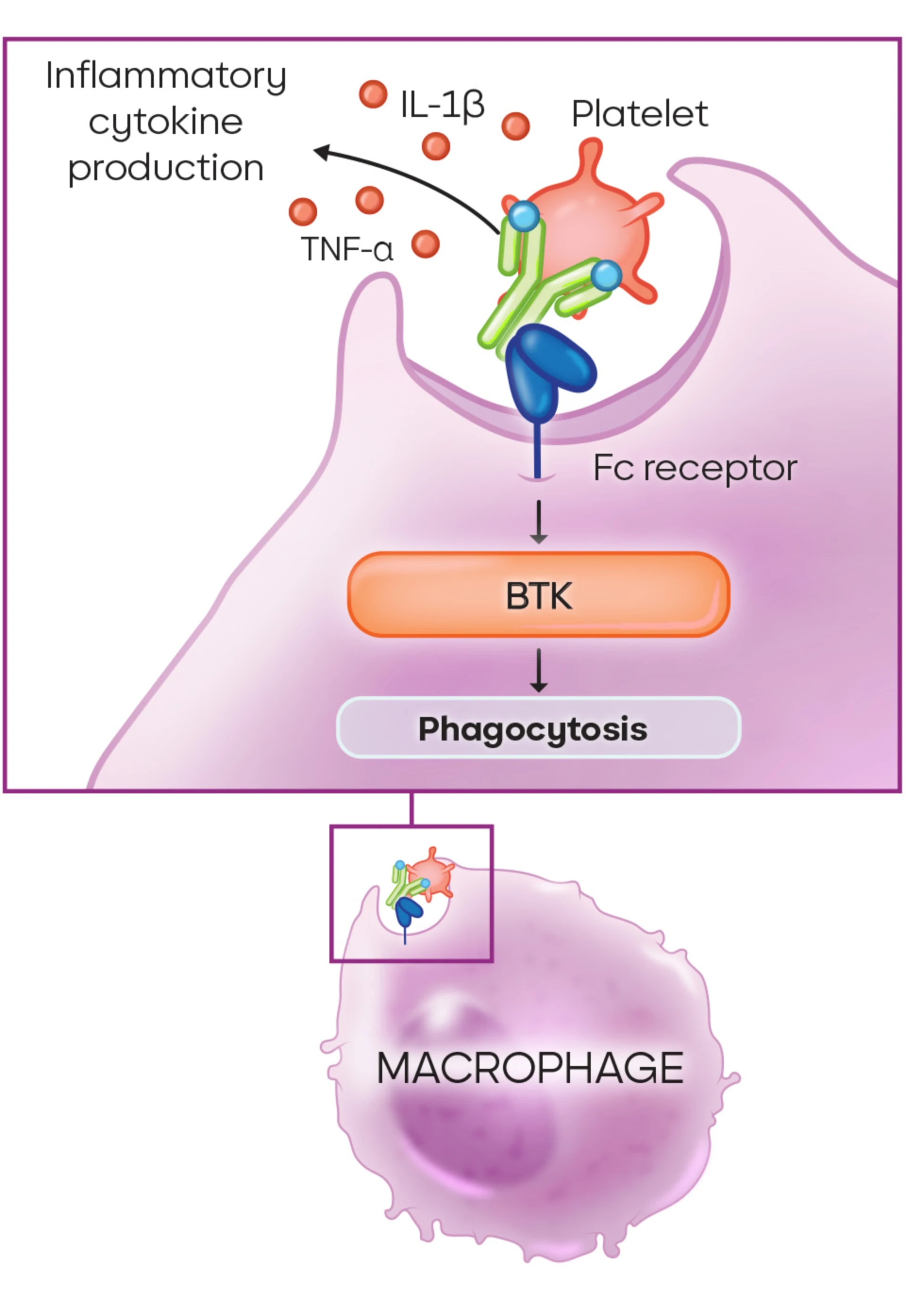 2. Inflammatorische Zytokinproduktion und 