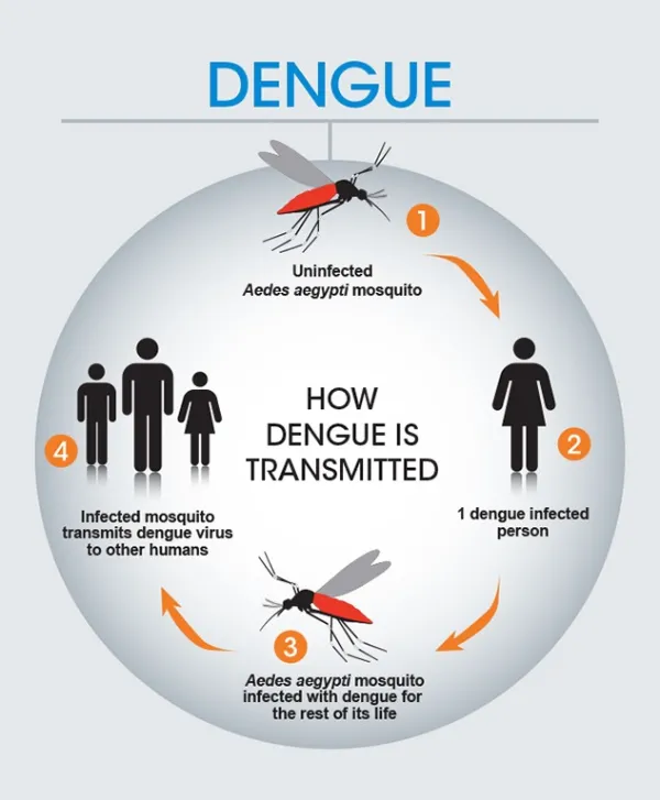 Dengue transmission