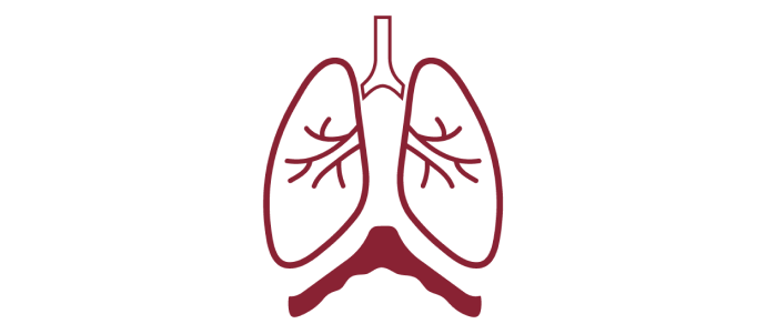 Icon of a pair of lungs.