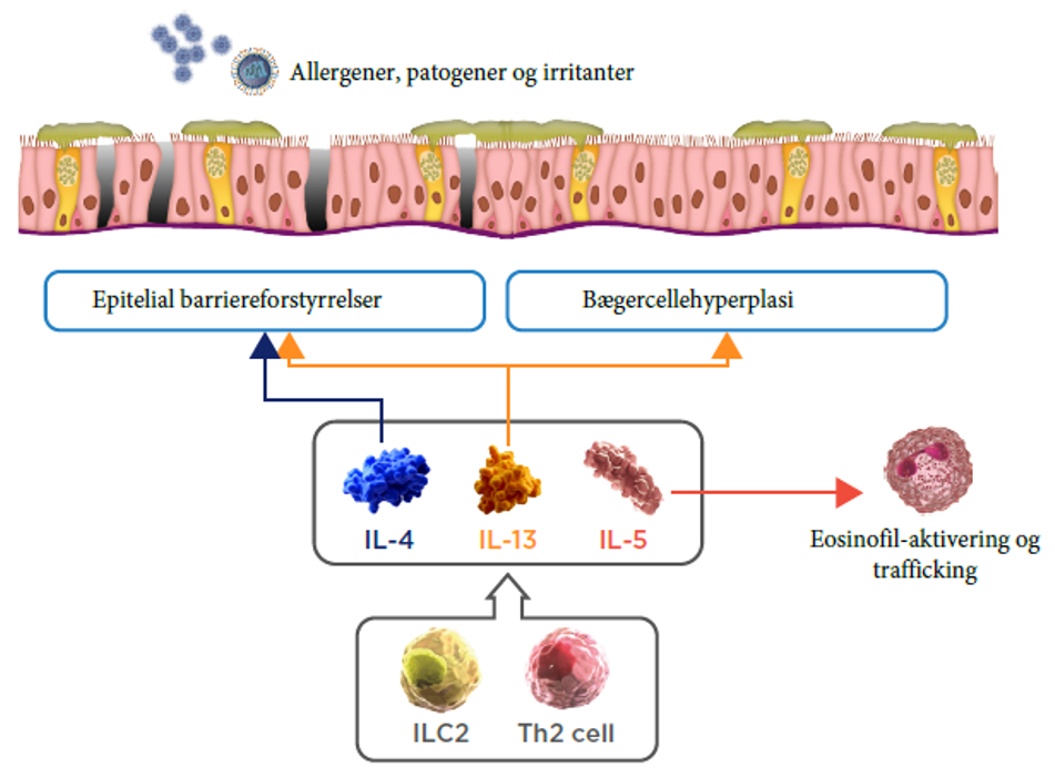 epithelial-remodelling
