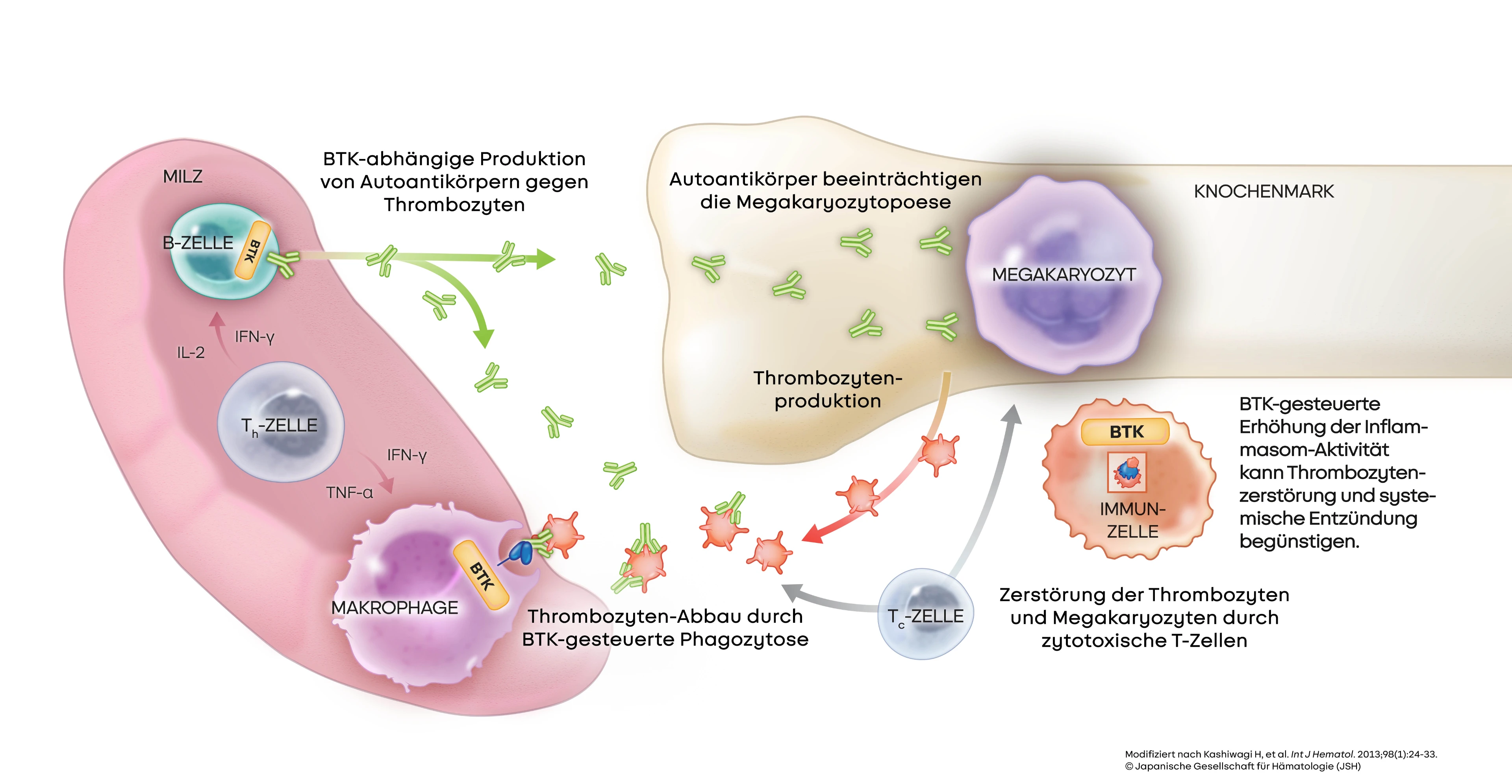 Zweiteiliges immunologisches Diagramm zur Darstellung der B-Zell-Aktivierung und Differenzierung.Linke Seite – B-Zell-Aktivierung:Eine B-Zelle bindet über ihren B-Zell-Rezeptor (BCR) an ein Antigen, prozessiert dieses und präsentiert es mittels MHC-Klasse-II-Molekülen. Eine follikuläre T-Helferzelle (Tfh-Zelle) interagiert mit der B-Zelle über den Antigen-MHC-Komplex. Es erfolgt eine wechselseitige Zytokin-Signalgebung: Die B-Zelle produziert IL-21 und IFN-γ, die Tfh-Zelle setzt TNF-α frei. Durch Makrophagen-Interaktion bildet sich ein Keimzentrum, in dem B-Zellen proliferieren und somatische Hypermutation durchlaufen.  Rechte Seite – B-Zell-Differenzierung:Die aktivierten B-Zellen differenzieren sich unter Unterstützung der Tfh-Zellen (IL-21, IFN-γ) in zwei Zelltypen: Gedächtnis-B-Zellen für schnelle Immunantworten bei erneutem Antigenkontakt und Plasmazellen zur Antikörperproduktion.