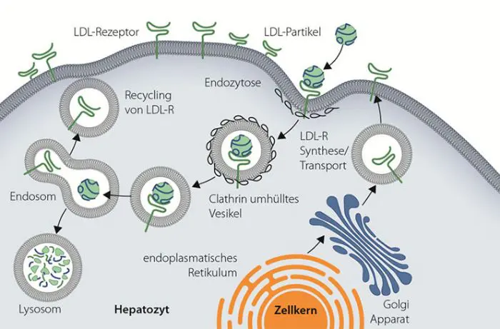 Eine Abbildung: LDL-Rezeptoren (LDL-R) auf der Oberfläche von Leberzellen sind verantwortlich für die Aufnahme von LDL-C aus dem Blutkreislauf. LDL-C bindet an den LDL-R und der LDL-C/LDL-R-Komplex gelangt per Endozytose in die Leberzelle. Während LDL-C in den Lysosomen abgebaut wird, wird der LDL-R bis zu 100x recycelt und zur Zelloberfläche zurücktransportiert.